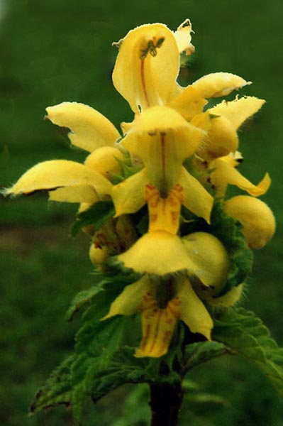 Lamiastrum galeobdolon en fleurs dans un sous-bois frais et ombragé
